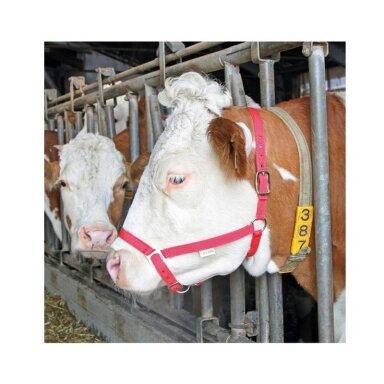 Collar for cattle (red) 12613