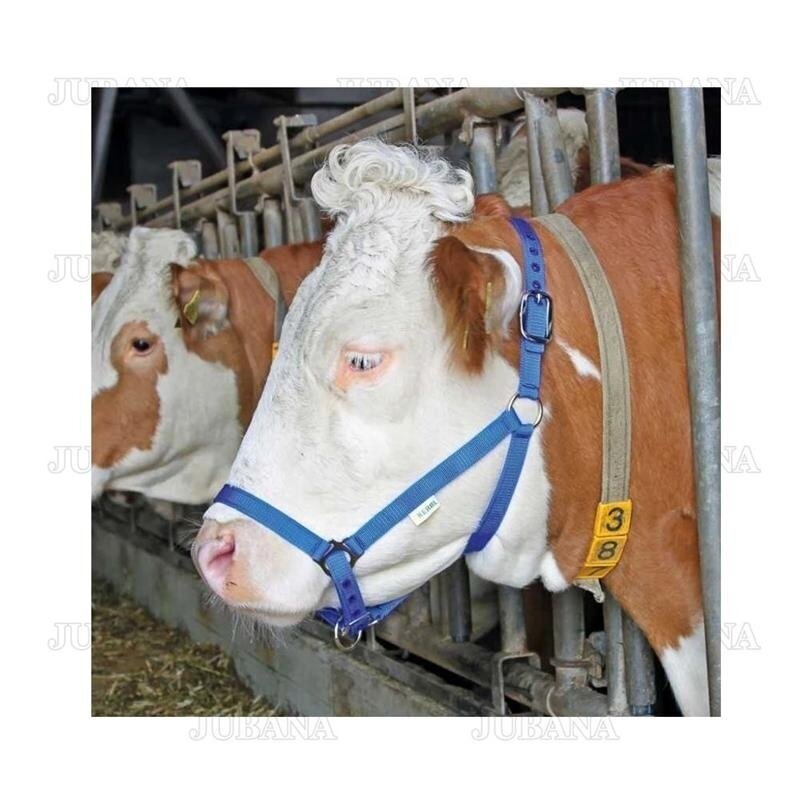 Collars for cattle (blue) 12614 1 Collars for cattle (blue) 12614 1